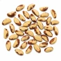 Orzechy Brazylijskie3.webp